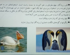 برگزاری جلسه سخنرانی هفته پژوهش با عنوان پرنده شناسی با تأکید بر معرفی چند گونه بومی استان خراسان جنوبی و پرورش پرندگان زینتی
