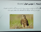 برگزاری جلسه سخنرانی هفته پژوهش با عنوان پرنده شناسی با تأکید بر معرفی چند گونه بومی استان خراسان جنوبی و پرورش پرندگان زینتی