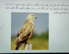 برگزاری جلسه سخنرانی هفته پژوهش با عنوان پرنده شناسی با تأکید بر معرفی چند گونه بومی استان خراسان جنوبی و پرورش پرندگان زینتی