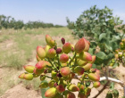 برگزاری کارگاه آموزشی و بازدید علمی دانشجویان گروه علوم و مهندسی آب  دانشگاه بیرجند