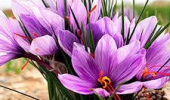 برگزاری وبینار چالش های تولید زعفران در محیط کنترل شده