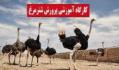 برگزاری کارگاه نگرشی نوین بر صنعت پرورش شتر مرغ