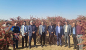 بازدید دکتر اکبرپور معاون محترم پژوهش، فناوری و نوآوری و جمعی از اعضای هیأت علمی دانشگاه بیرجند از نمایشگاه فرآوری و بسته بندی زرشک در محمدآباد علم