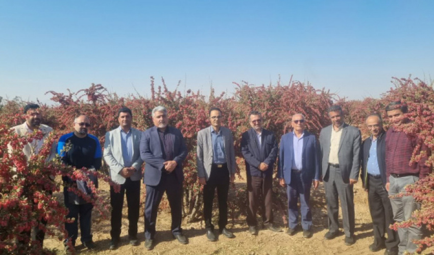 بازدید دکتر اکبرپور معاون محترم پژوهش، فناوری و نوآوری و جمعی از اعضای هیأت علمی دانشگاه بیرجند از نمایشگاه فرآوری و بسته بندی زرشک در محمدآباد علم