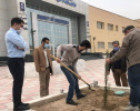 کاشت درخت در محوطه پردیس مهندسی